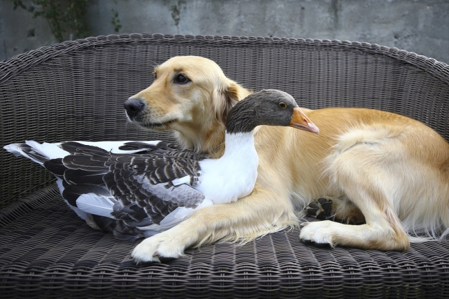 Köpek ve kazın ilginç dostluğu